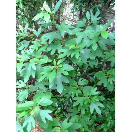 SASSAFRAS albidum SASSAFRAS albidum