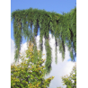 SEQUOIADENDRON giganteum PENDULUM