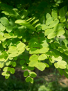 sophora-du-japon-sophora-japonica-1.jpg