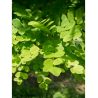 SOPHORA japonica
