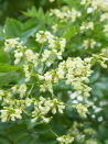 sophora-du-japon-sophora-japonica-2.jpg