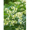 SOPHORA japonica