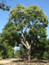 sophora-du-japon-sophora-japonica-3.jpg