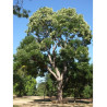 SOPHORA japonica
