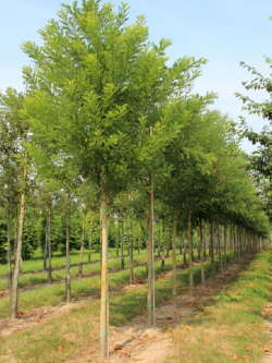 sophora-du-japon-sophora-japonica-4.jpg
