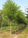 sophora-du-japon-sophora-japonica-4.jpg