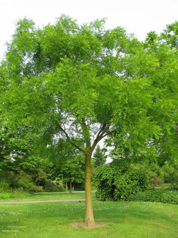 sophora-du-japon-sophora-japonica.jpg