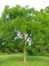 sophora-du-japon-sophora-japonica.jpg