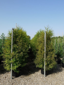 TAXODIUM distichum En pot de 35-50 litres hauteur 200-250 cm