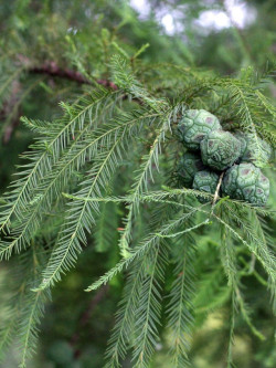 TAXODIUM distichum