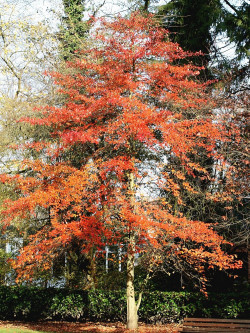 NYSSA sylvatica