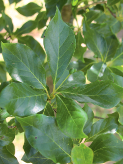 NYSSA sylvatica