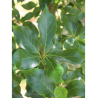 NYSSA sylvatica