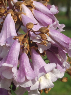 PAULOWNIA tomentosa