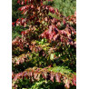 PARROTIA persica