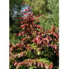 PARROTIA persica