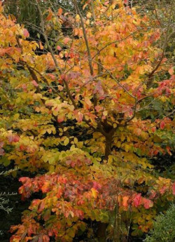 PARROTIA persica
