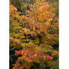 PARROTIA persica