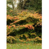 PARROTIA persica