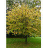 PARROTIA persica