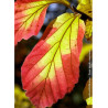 PARROTIA persica VANESSA