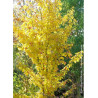 PARROTIA persica VANESSA