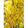 PARROTIA persica VANESSA