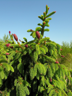 PICEA abies ACROCONA (Épinette de Norvège)