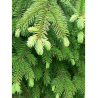 PICEA abies
