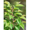 ULMUS minor JACQUELINE HILLIER