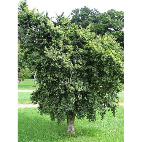 ULMUS minor JACQUELINE HILLIER ULMUS minor JACQUELINE HILLIER