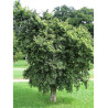 ULMUS minor JACQUELINE HILLIER