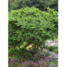 ULMUS minor JACQUELINE HILLIER