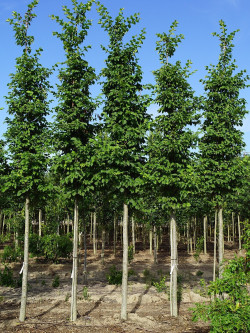 ULMUS LUTÈCE