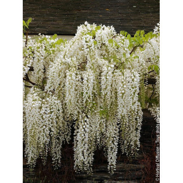 WISTERIA floribunda ALBA