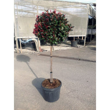 PHOTINIA fraseri LITTLE RED ROBINEn pot forme tige hauteur du tronc 090-110 cm