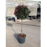PHOTINIA fraseri LITTLE RED ROBINEn pot forme tige hauteur du tronc 090-110 cm
