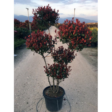 PHOTINIA fraseri LITTLE RED ROBIN En pot forme pompons