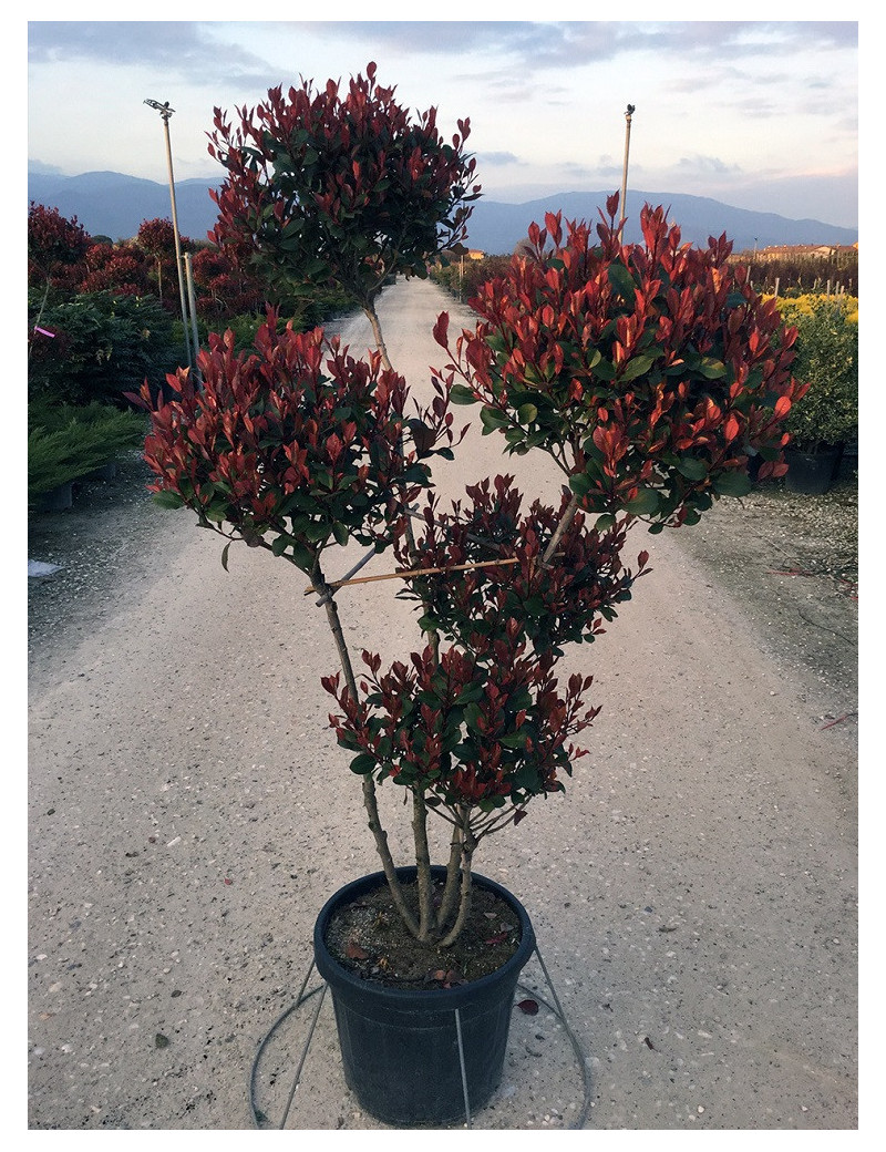 PHOTINIA fraseri LITTLE RED ROBIN En pot forme pompons