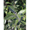 ELAEAGNUS ebbingei