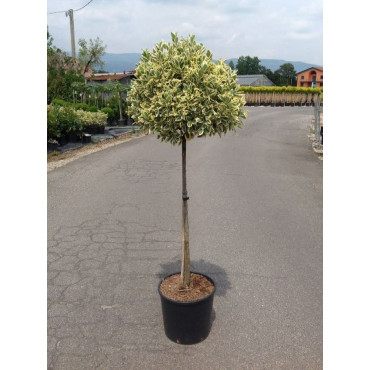 EUONYMUS japonicus BRAVO En pot forme tige hauteur du tronc 090-110 cm