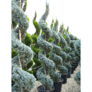 CUPRESSUS arizonica FASTIGIATA  En pot forme spirale