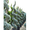 CUPRESSUS arizonica FASTIGIATA  En pot forme spirale