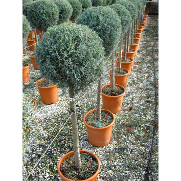 CUPRESSUS arizonica FASTIGIATA En pot forme tige hauteur du tronc 090-110 cm