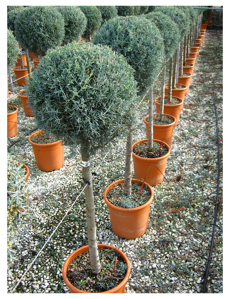 CUPRESSUS arizonica FASTIGIATA En pot forme tige hauteur du tronc 090-110 cm