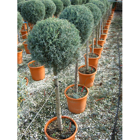 CUPRESSUS arizonica FASTIGIATA En pot forme tige hauteur du tronc 090-110 cm
