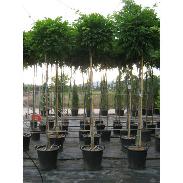 WISTERIA floribunda En forme tige hauteur du tronc 180-200 cm