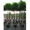 WISTERIA floribunda En forme tige hauteur du tronc 180-200 cm