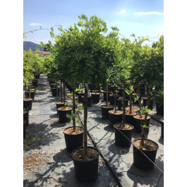 WISTERIA floribunda En pot forme tige hauteur du tronc 090-110