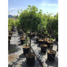 WISTERIA floribunda En pot forme tige hauteur du tronc 090-110
